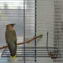  Balacoo Parrot Birdcage Platform Perch with Hanging Hooks - Iron Grid Wall Shelf for Small Pet Birds Bird Cage Accessory Stand for Climbing Resting and Display 9.84X3.93X2.75In