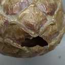 Boston International Tealight Candle Holder Tabletop Shelf Mantel Decorations for Home, 3.25", Gold Pinecone