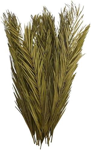 Deco 79 Dried Plant Palm Leaf Home Decor Natural Foliage Natural Dried Foliage with Feather Inspired Stems, Foliage for Decoration 4" x 1" x 43", Green