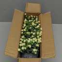 DILATATA Baby's Breath Artificial Flowers Table Centerpiece Decoration Potted Artificial Babys Breath Small Fake Plants for Shelf Desk Home Decor Fake Yellow Babys Breath Flower with Vase