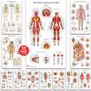 12 Human Anatomy Posters - Medical Posters, Circulatory, Skeletal, Male Female Muscular, Lymphatic, Reproductive, Nervous, Digestive, Endocrine, Respiratory Systems, Models, Science Biology Health Poster for Classroom, Office, Laminated - 18x30