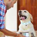 Leather Dog Collar with Bell and Star Studs, Dog Collars for Small Medium Large Dogs Collar for Female Male Dogs (XS: 7 1/2 - 10 1/2 in, Blue)