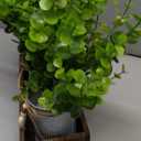 Artificial Flower Decorative Centerpiece, Frosty Green Eucalyptus Table Arrangement with 3 Rustic Metal Pots and Wood Tray for Farmhouse Home Dcor