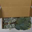 Janinka Mixed Eucalyptus Leaves Stems Bulk with White Seeds Artificial Silver Dollar Leaves Sprays Faux Oval for Wreath Garland Floral Bouquets Arrangement Wedding Greenery Decoration (20 Pcs)