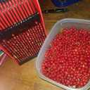 GUGULUZA Berry Picker with Metallic Comb, Plastic Blueberry Picker Scoop with Ergonomic Handle, Huckleberry Picking Rakes for Easier Berry Harvester, 9" x 5.5" (Red)