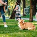 2 Pack 10 x 12" Clean Up After Your Dog Signs with Metal Stakes, Reflective Aluminum Please Pick Up After Your Dog Sign for Yard, No Pooping Dogs Signage, Rust Free UV Protection Weatherproof