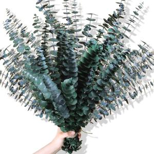 30Pcs Dried Eucalyptus Stems, 17" Real Preserved Eucalyptus Plant for Shower, Fresh Natural Branches for Vase, Eucalyptus Bundle for Home Decor, Wedding, Baby Shower, Bathroom