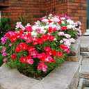 8 x 300+ Seeds Satin Flower Mix Godetia Clarkia - Flower Multicolor