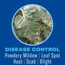BioAdvanced Houseplant Insect and Mite Control Spray - Insecticide, Fungicide & Miticide - Ready-to-Use - Houseplant Insect Control - 24 fl oz Bottle