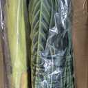 Nearly Natural 6.5ft Artificial Golden Cane Palm Tree, Lifelike Silk Indoor Palm With Three Textured Trunks Flexible Fronds Nursery Planter, Low Maintenance