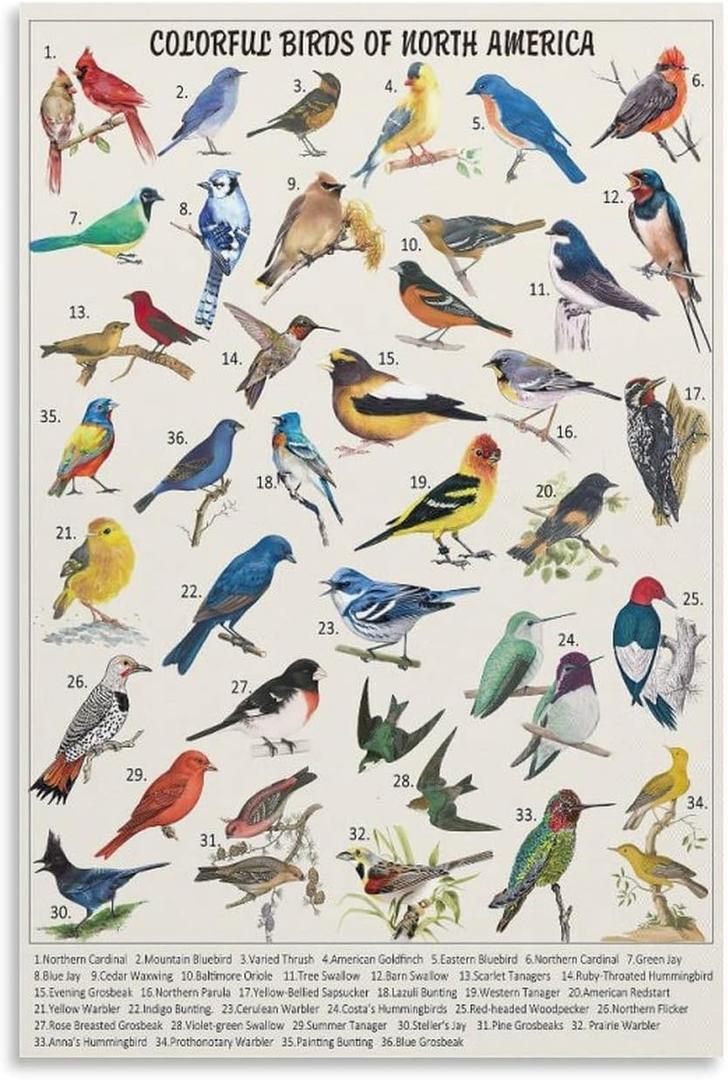 VSXLEOZ Vintage Bird Poster Colorful Birds of North America Canvas Wall Art Aesthetic Decorative Painting Living Roomstylestyle 16x24inch(40x60cm)