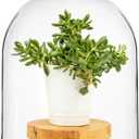 Transparent Acrylic Cloche, 10×13" Thick Acrylic Dome, Large Display Cover, Dust-Proof Centerpiece Display Dome, Decorative Showcase Cover for Plants, Candles, Cakes