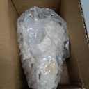 Taxidermy Real Animals Skull Decor - Model Animals Bones Specimen,Taxidermy Supplies for Science Education,Collection (Dog)