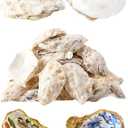 30Pcs Oyster Shells for Crafts 4"-5" Large Oyster Shell for CraftsOyster Shells for Christmas Painting Beach Themes Wedding, Home Shells for Decoration and Sea Shells for Crafting