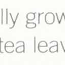 teapigs Organic Matcha Tea Tin, 30 Gram (SYNCHKG067698) (EXP 08/31/25)