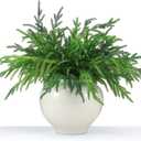 Jutom 6 Pcs 18 Inch Christmas Norfolk Pine Branches, Lifelike Bendable Non-Shedding Greenery Stems Faux Pine Picks for Christmas Mantel Centerpiece Garland Wreath and Holiday Decor