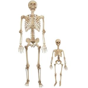 Posable Human Adult (5' 4") & Child (3') Skeleton Value 2 Pack - Life Size, Articulated Limbs & Bones Model Stay in Place, Weather Resistant Indoor/Outdoor Decoration- Anatomical Science & Biology