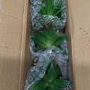 OLEEK small fake plants office decor - fake succulents plants artificial for desk decor - fake plant office decorations for work - office decor for women - office plants cubicle accessories room decor