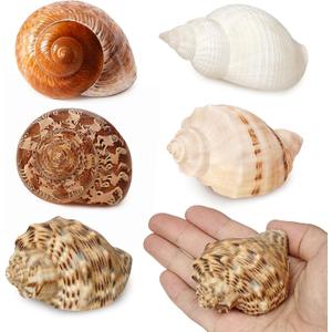 5Pcs Large Hermit Crab Shells Natural Sea Conch Size: 3"-4.5" Turbo Seashells for Hermit Crab Supplies Hermit Crab House for Dcor No Paint or Dye