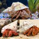 ECVLRTK 15 Pcs of Medium Hermit Crab Shells Natural Conch Size 1.3-3 in, Opening Size 0.6-1.5in. Growth Turbo Shells Suitable for Natural Hermit Crab Supplies Conch Ornaments