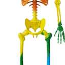 JOYIN 5.6 FT Halloween Posable Life Size Skeleton, Full Body Realistic Bones with Movable Joints, Rainbow Color Giant Skeletons for Halloween Decoration Outdoor, Haunted House Prop, Spooky Scene Party