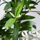 6FT Artificial Olive Tree Indoor Tall Faux Olive Tree with White Planter