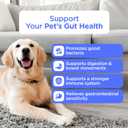 Probiotics for Dogs  Digestive & Immune Support Chews with Probiotics  Natural Gut Health Supplement for Diarrhea, Gas & Allergies (120 Count)