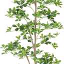 6ft Artificial Black Olive Tree, Faux Plants Indoor, Fake Black Olive Trees for Home Decor, Large Tall Tree - Indoor Decorative Plant & Potted Tree, 6 ft Faux Olive Tree for Home Office Dcor (Green)