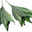 GALPADA 2pcs Elegant Fake Snake Plant Wall Decor Decorative Artificial Plants for Home Office