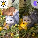 Solar Cat Statue with LED Lights & Butterfly - Outdoor Garden Decor for Patio, Lawn, Yard - Waterproof Cat Figurines, Housewarming Gardening Gifts for Women, Mom, Grandma