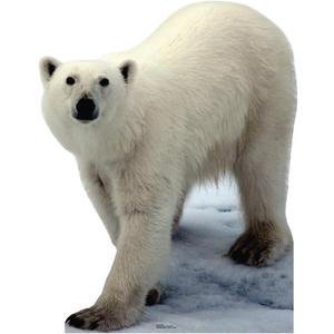 Cardboard People Polar Bear Life Size Cardboard Cutout Standup
