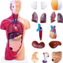 11 Inch Small Human Body Model for Anatomy Study - 15 Detachable Parts Educational Torso with Internal Organs, DIY Assembly Anatomy Model for Students, Teachers, and Medical Healthcare Professionals
