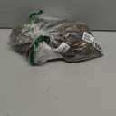 40 Ziva Paperwhites Ready to Grow!- Indoor Narcissus: Narcissus Tazetta: Nice, Healthy Bulbs for Holiday Forcing!!