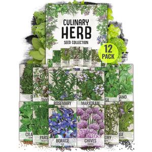 Seed Needs Herb Seeds Variety Pack Culinary Herb Collection (12 Individual Packets for Planting Indoors or Outdoors) Grow Your Own Herb Garden - Heirloom, Non-GMO