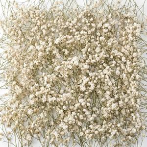 Fumete 200 Pcs Mini Dried Baby Breath Flowers 3000+ Wedding Ivory Natural Flowers Bulk Dried Gypsophila for Vase Bride Shower Invitation Card DIY Candle Making Decor Craft Party Resin Art, 2-4 in