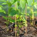 3 x 50PCS Natural Bamboo Stakes for Plants, 12 Inch Garden Stakes with Pointed Tips, Plant Support Stakes for Tomatoes, Flowers, Vines, Seedlings, Outdoor Gardening Supplies (Brown)