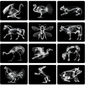 Motiskyy 12 Pcs Animal X-Ray Set Animal X-Ray Flash Cards Educational Science Kit Light Table Accessory, 11.8 x 8.3 (Farm Animals), 11.7 x 8.3 inches