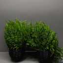 Juxdp Artificial Ferns Plants with Hanging Basket-2 Set for Outdoor Decoration,Fake Boston Fern Hanging Planters Faux Greenery UV Resistant for Front Porch Patio Garden Farmhouse Home Decor (Green)