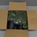 Der Rose 4Pcs Fake Plants Hanging Artificial Ivy Vine Faux Eucalyptus Hanging Plants, Boston Fern, String of Pearls for Living Room Bedroom Boho Wall Shelf Indoor Outdoor Decor (Black Pots-4pcs Green)