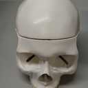 Evotech Disarticulated Human Skeleton Model For Anatomy 67 inch High, Full Size Skeleton Models with Skull, Spine, Bones, Articulated Hand & Foot, for Anatomy Medical Learning