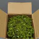 4 Pcs Artificial Greenery Balls 5" Fake Moss Balls Decorative for Bowls Filler Artificial Plant Topiary Ball Green Grass Decorative Balls for Vase Bowl Fillers Tabel Centerpiece Decor