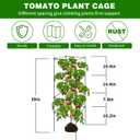 6 Packs Tomato Cages for Garden, 12"×12"×39" Plant Support Cage with Different Spacing, Green Metal Trellis for Climbing Plants Like Cucumber, Flowers