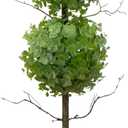 Nearly Natural 2ft. Eucalyptus Double Ball Topiary Artificial Tree