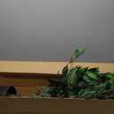 Artificial Tree Faux Olive Tree 7ft (82",UV Protection 2289 Leaves) Tall Fake Olive Plant in Pot Fake Silk Tree Faux Plants Indoor (7ft)