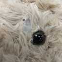 Poodle Puppy Goldendoodle Stuffed Animal, Adorable Toy Dog Labradoodle Plush for Kids Boys Girls Birthday Easter Nursery Bedtime Gift, 11.8 Golden