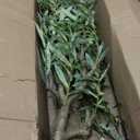 Bellacat Faux Black Olive Tree 7ft, Tall Faux Trees Indoor with Natural Trunk and Realistic Leaves. 7 Feet(84in) Artificial Tree for Home Office Dcor.