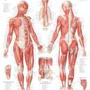 The Complete Portfolio of Human Anatomy and Pathology: Digital Copy