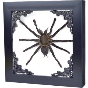 Tarantula or Leaf Insect in Gothic Shadow Box Frame | | Witch & Halloween Dcor for Bedroom | Goth Home Decor (Tarantula)