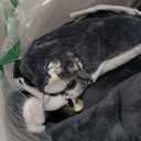 Bedsure GentleSoft Sherpa Fleece Blankets Queen Size for Bed - Thick and Warm Throw for Women and Men, Soft Fuzzy Plush Queen Blanket for Winter, Navy, 90x90 Inches