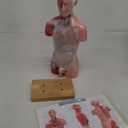 EVOTECH SCIENTIFIC 2025 New Human Body Deluxe Musculature Model, 16 Pcs Removable 17 inch Human Torso Anatomy Model with Heart Head Skull Brain Skeleton Model for Medical Student, Lab & Classroom Use